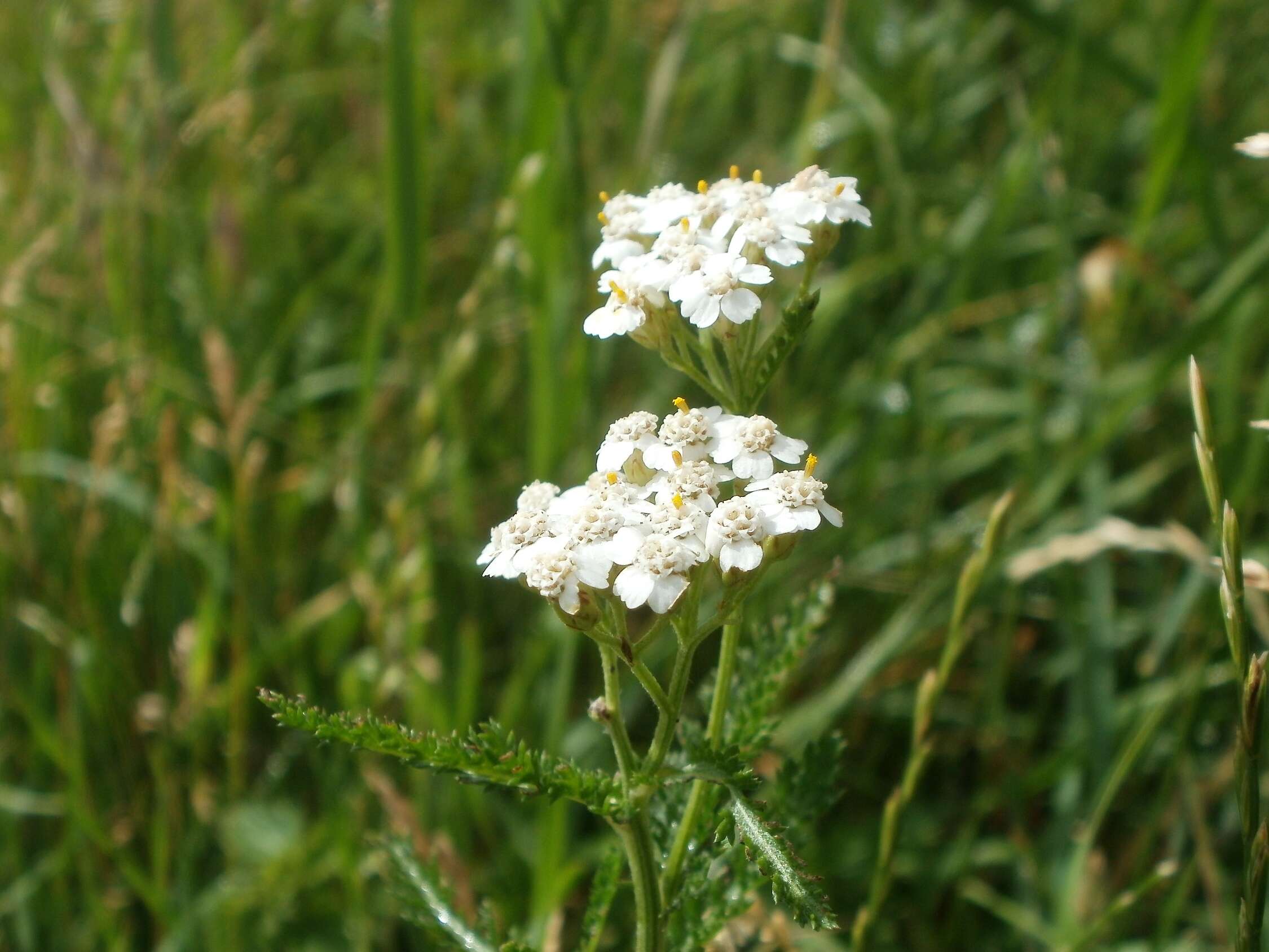 Image of Achillea collina J. Becker ex Rchb.