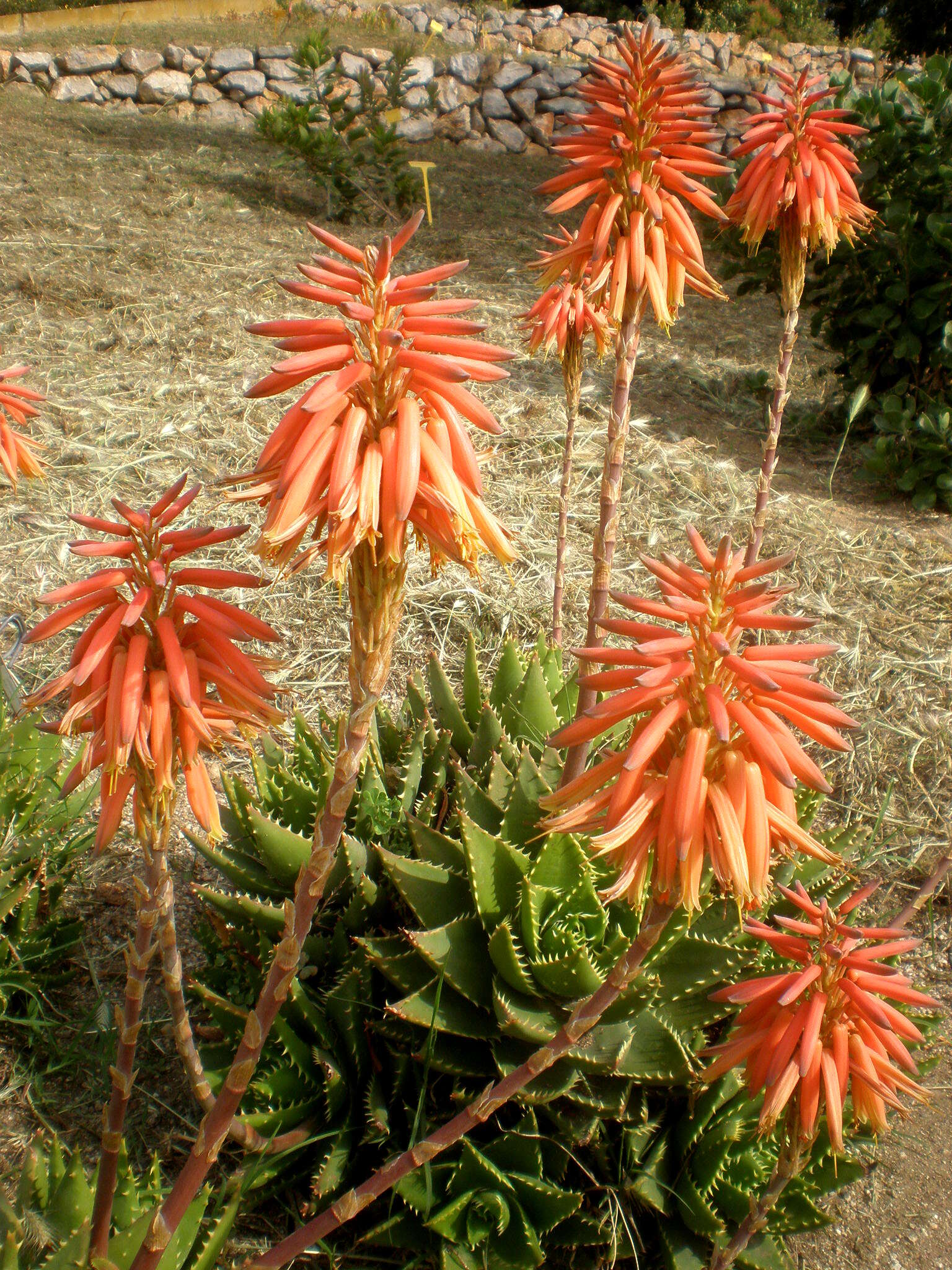 Image of Aloe × nobilis