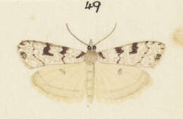 Image of Scoparia astragalota Meyrick