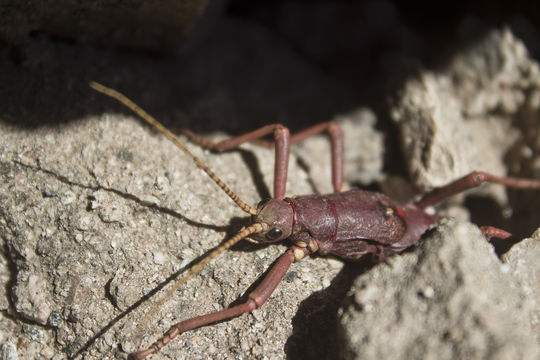 Image of <i>Agathemera luteola</i> Camousseight 2006