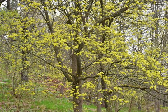 Image of <i>Acer platanoides</i>
