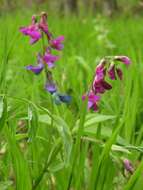 Image of spring pea