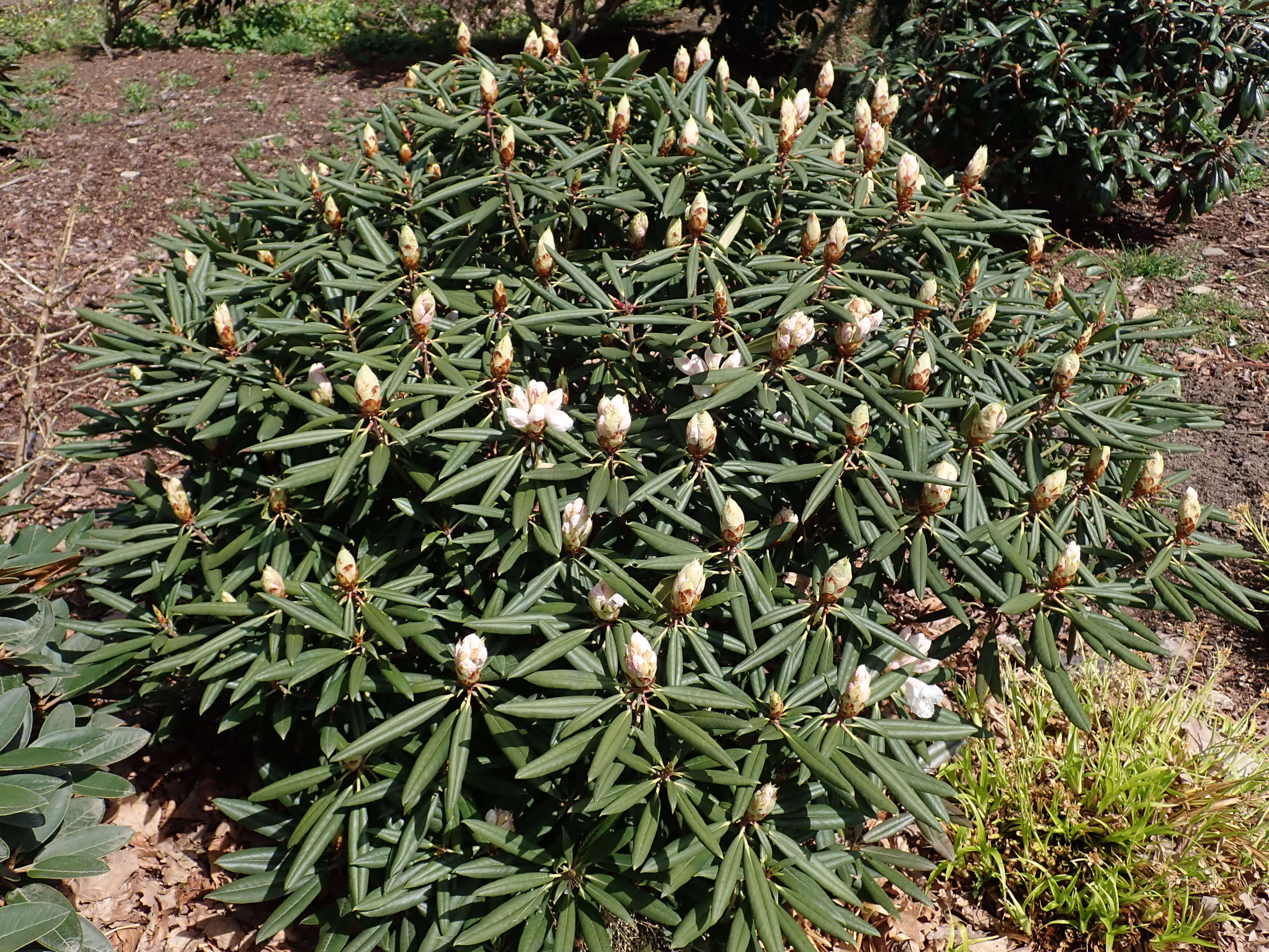 صورة Rhododendron hyperythrum Hayata