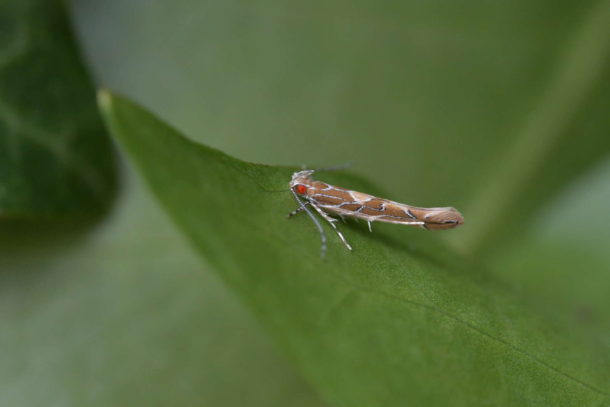 Image of Pyroderces apparitella Walker 1864