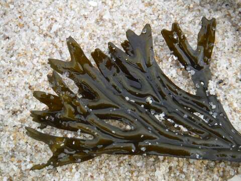 Image of Fucus ceranoides