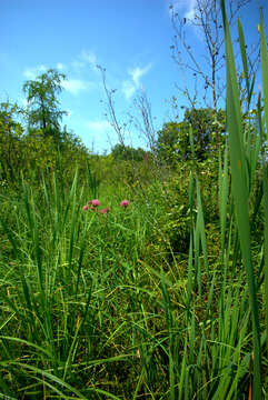 Imagem de Asclepias incarnata L.