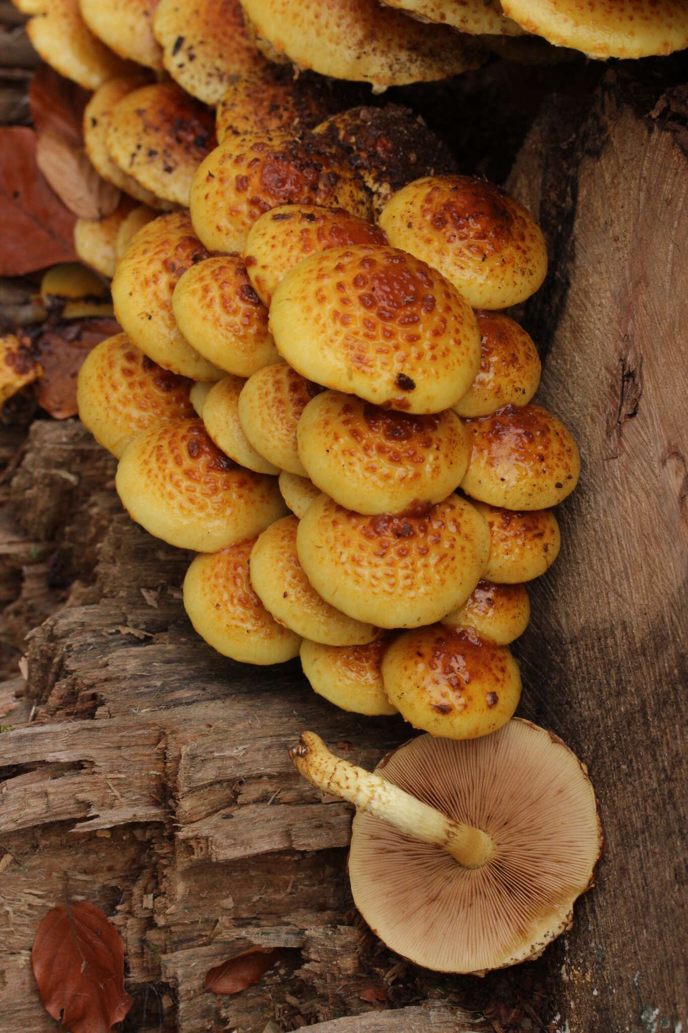 Image of Pholiota adiposa (Batsch) P. Kumm. 1871