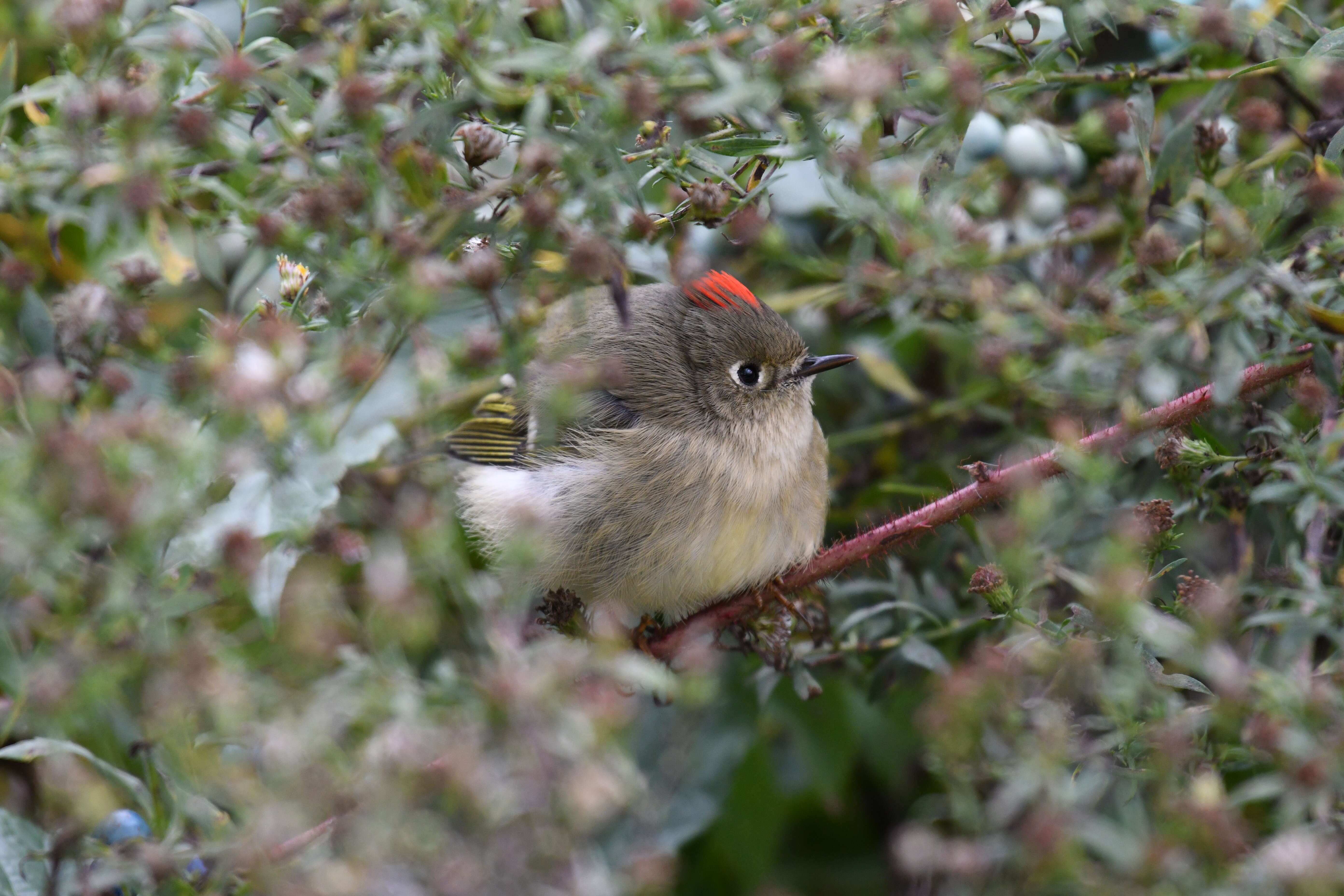 Image of Golden-crowned Kinglet