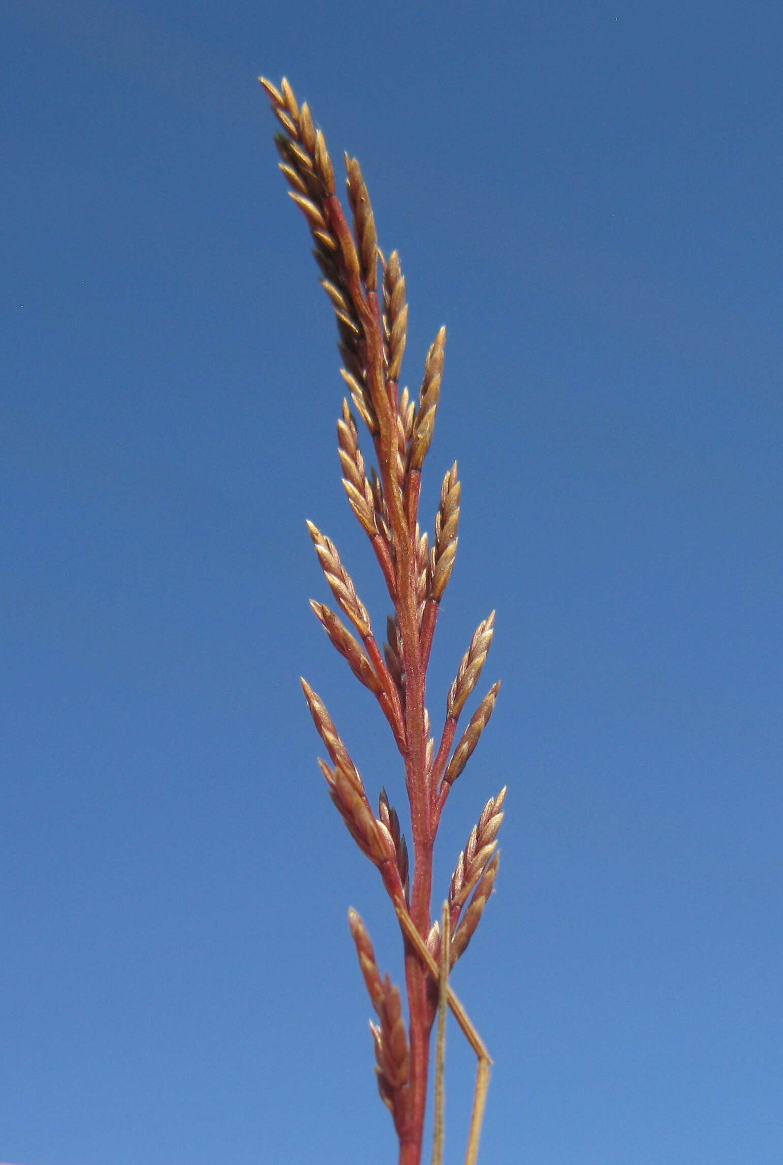 Image of fern-grass