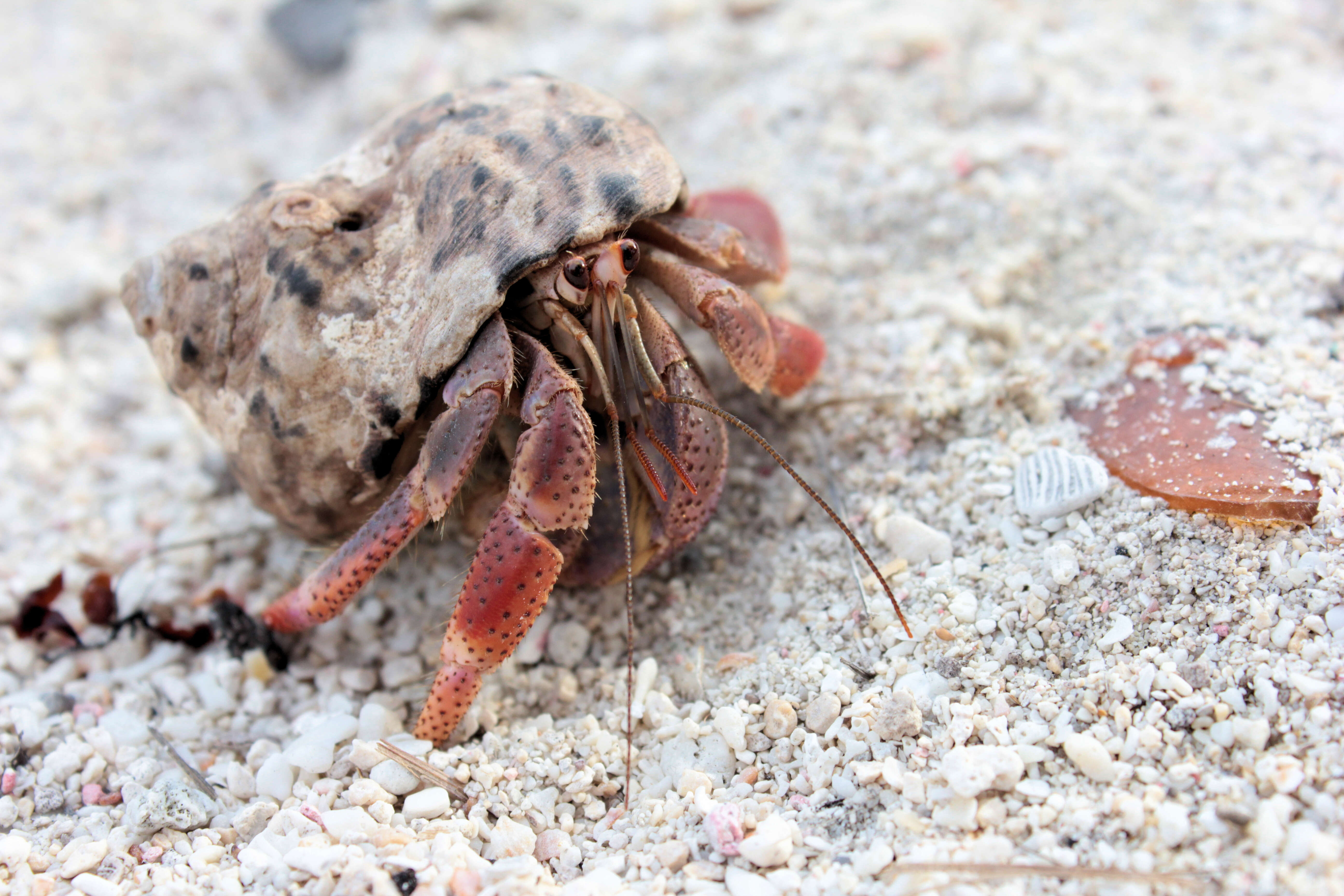 Image of Caribbean hermit crab