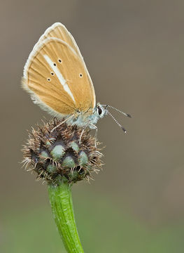 Image of <i>Polyommatus damon</i>