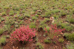 Imagem de Indigofera hilaris Eckl. & Zeyh.