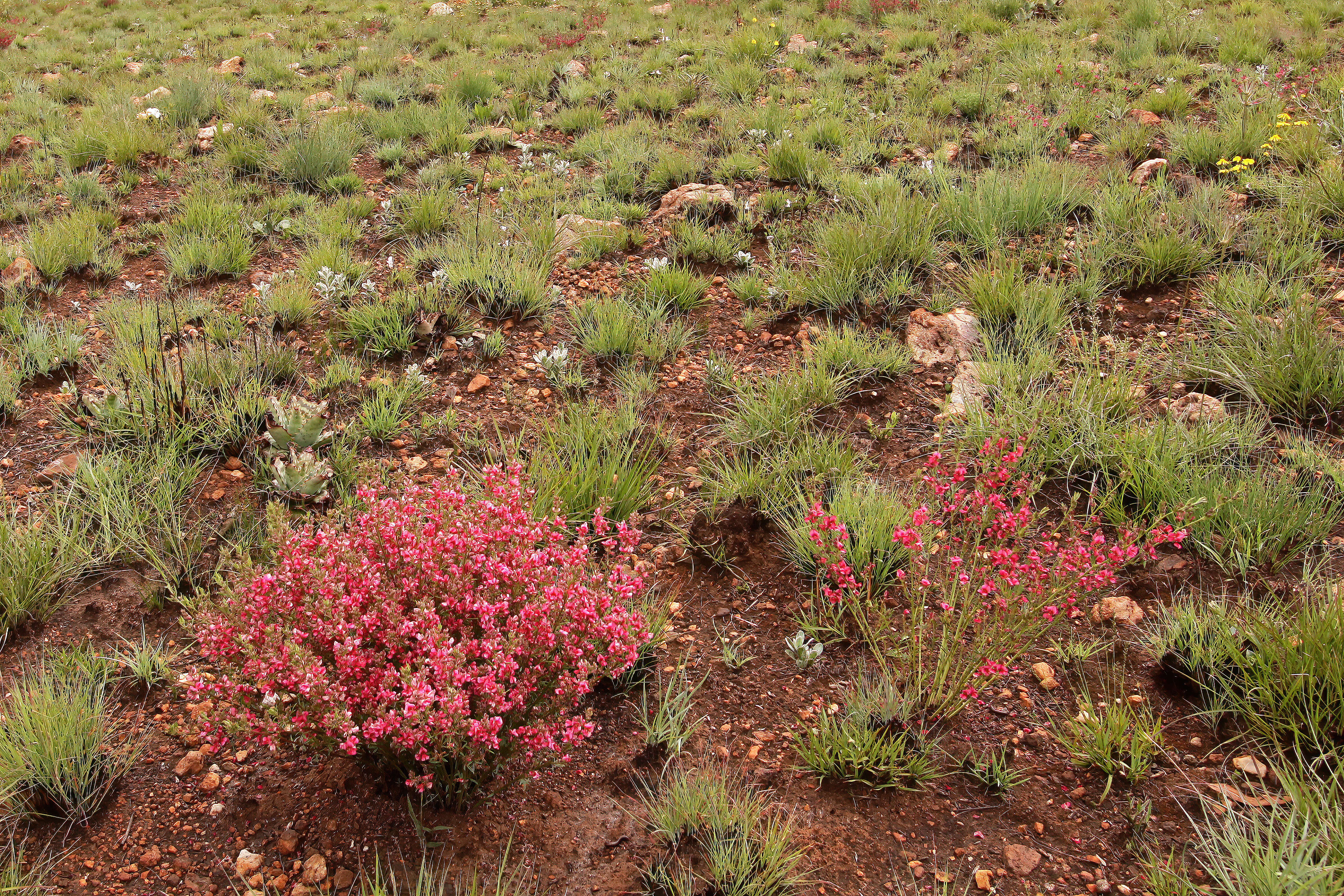 Indigofera hilaris Eckl. & Zeyh.的圖片