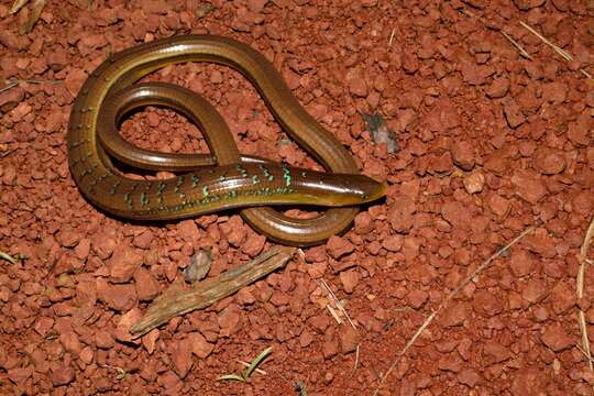 Image of Asian Glass Lizard