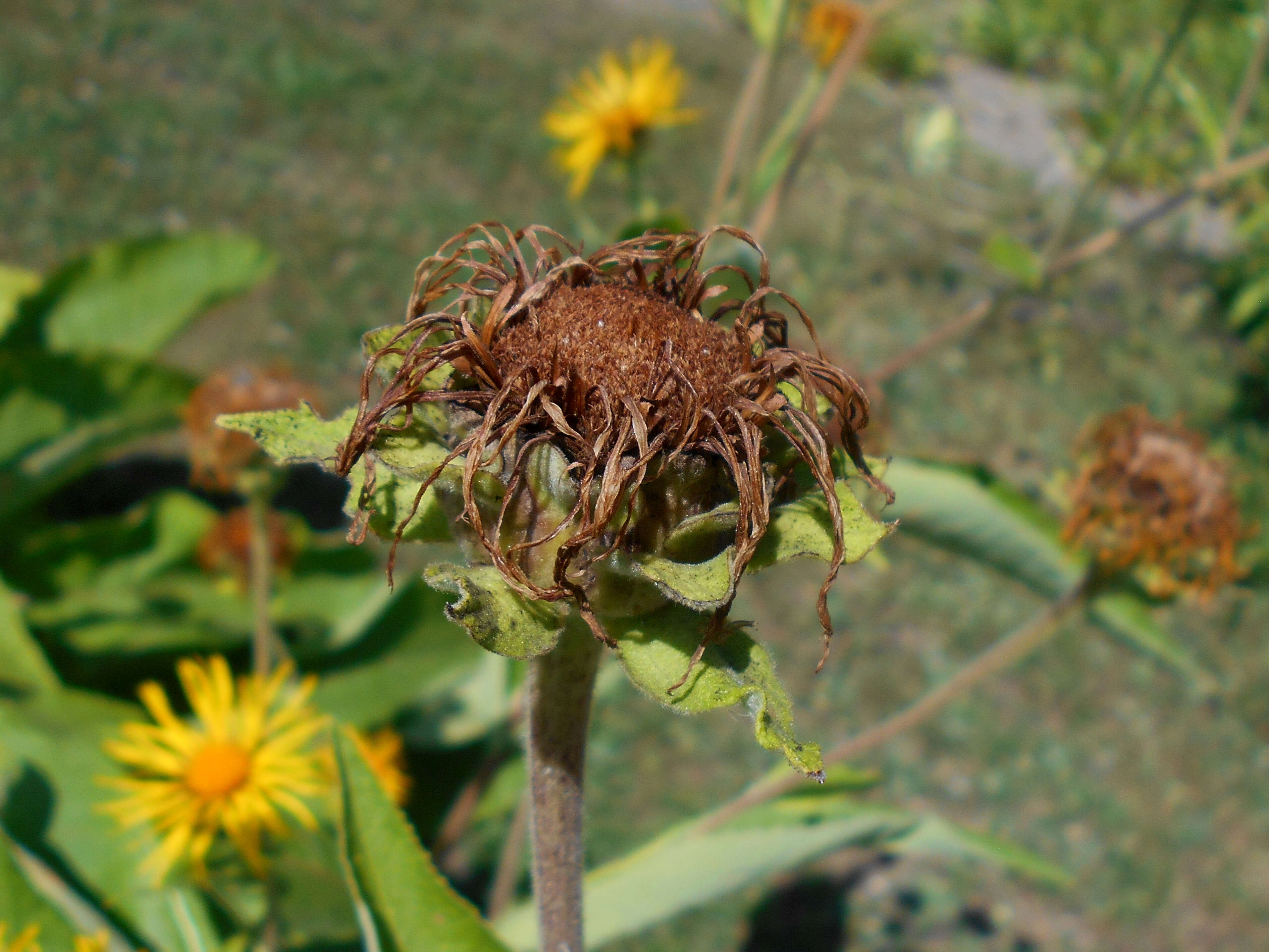 Imagem de Inula royleana DC.