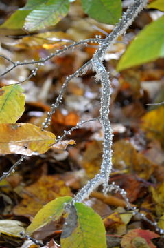 18.https www inaturalist org photos 191870.580x360