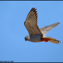 Image of Red-footed falcon