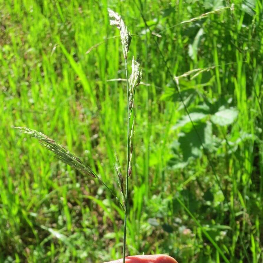 Image of Geyer's oniongrass