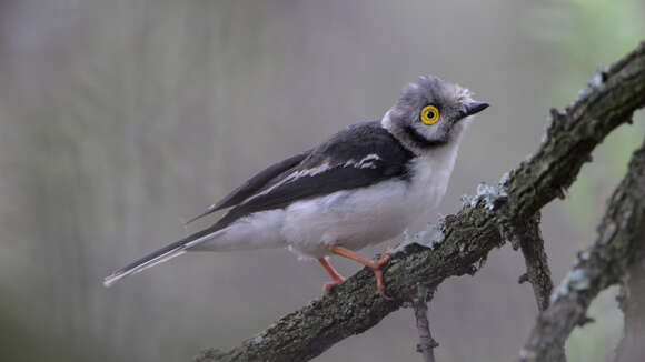 Prionops plumatus (Shaw 1809)的圖片