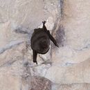 Image of Common Bentwing Bat