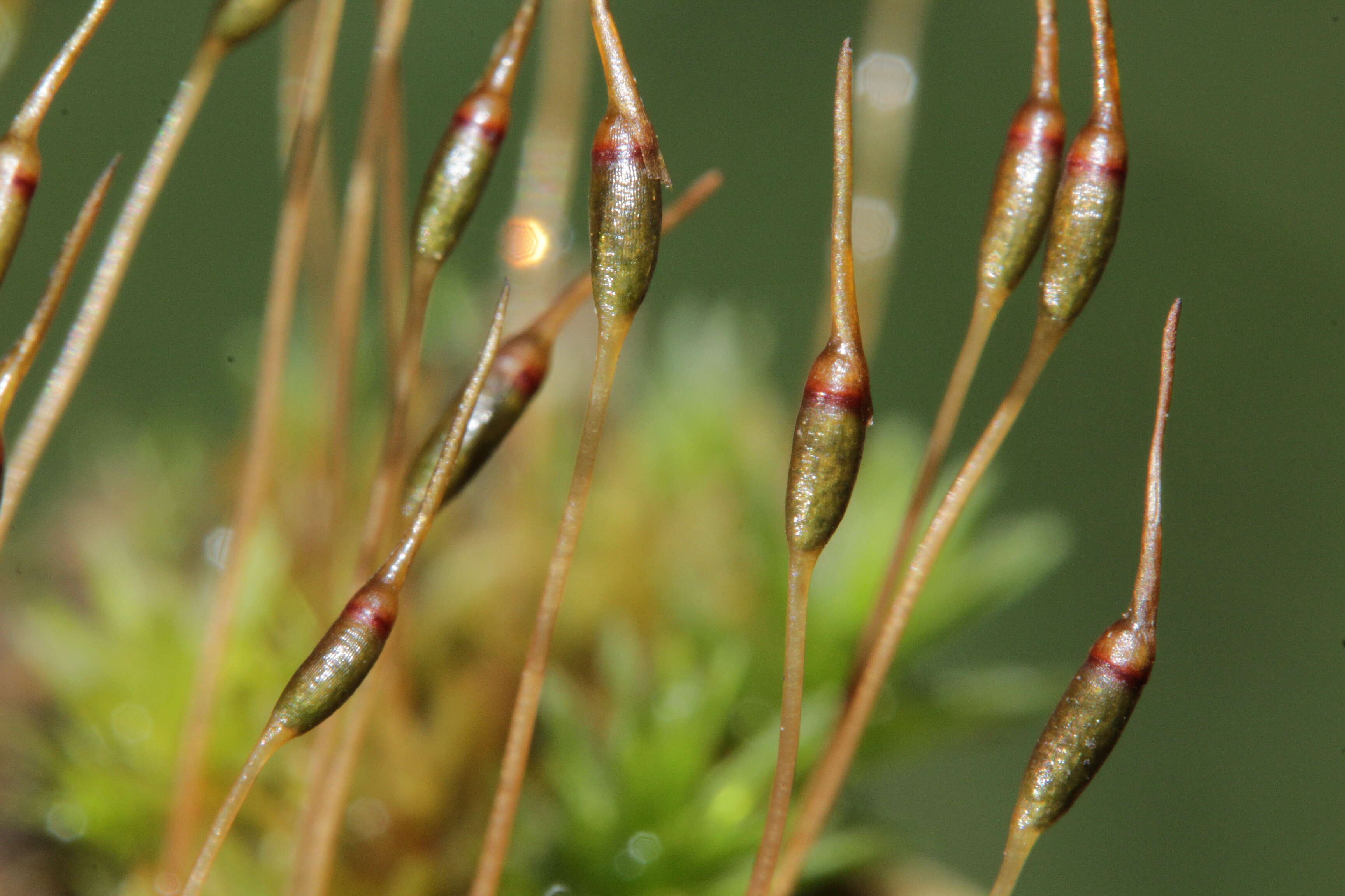 Image of atrichum moss