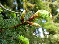 Image of <i>Pseudotsuga <i>menziesii</i></i> menziesii