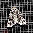 Image of Acronicta fragilis Guenée 1852