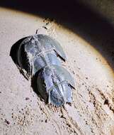 Image of Horseshoe Crab