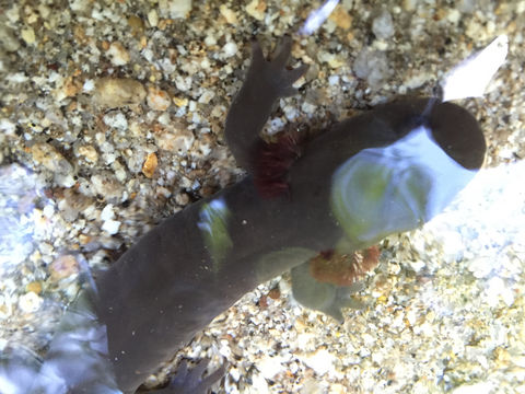 Image of Idaho Giant Salamander