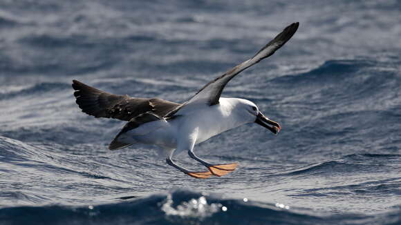 Image de Albatros de Carter