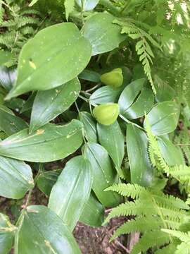 Image of mountain bellwort