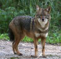 Image of golden jackal