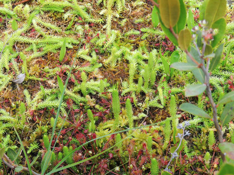 Image of <i>Lycopodiella inundata</i>