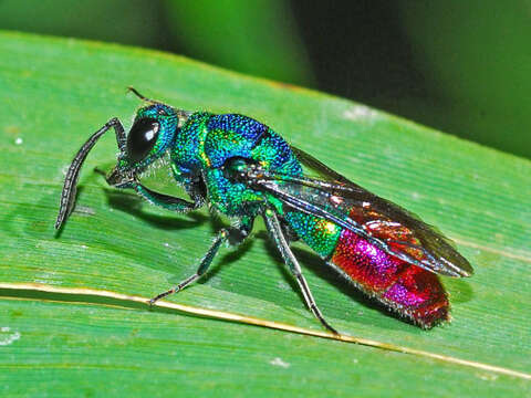 Plancia ëd Chrysis fulgida