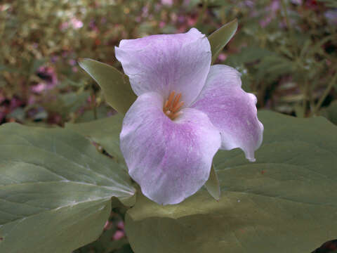 Image of White trillium