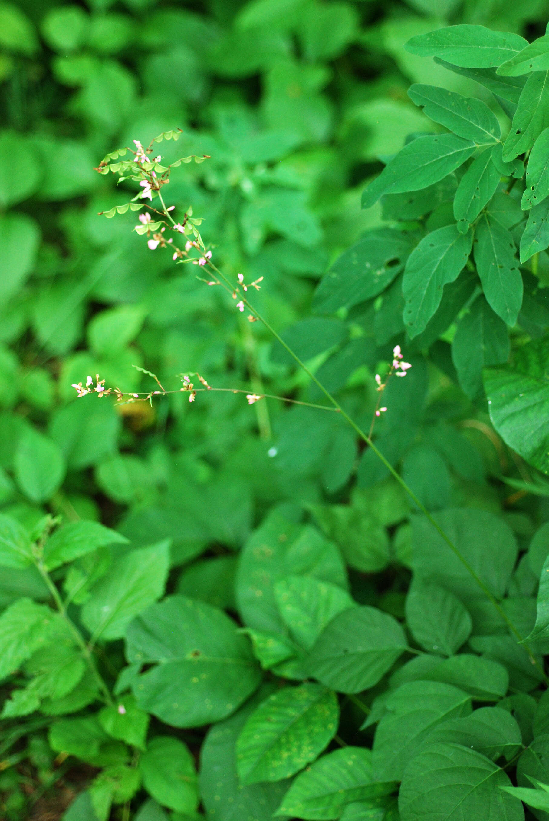 Image of Hylodesmum glutinosum