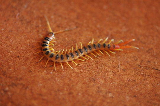 Image of Mediterranean banded centipede