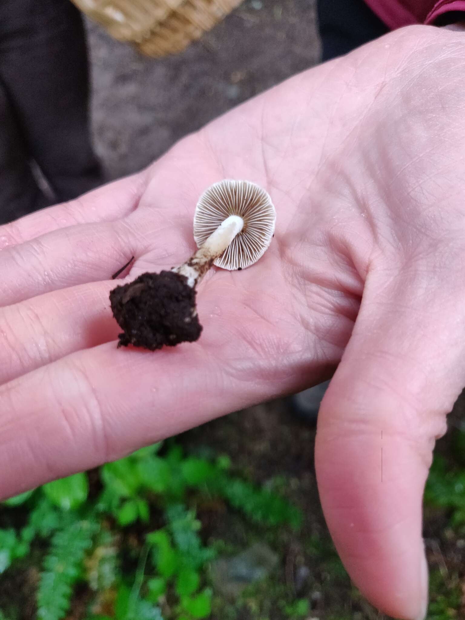 Inocybe geophylla (Bull.) P. Kumm. 1871 resmi