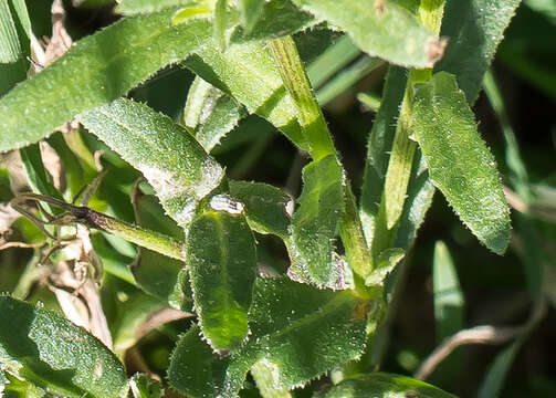 Image of Calendula stellata Cav.