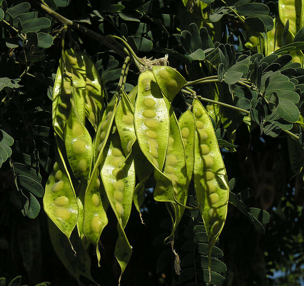 Plancia ëd Lysiloma candida Brandegee