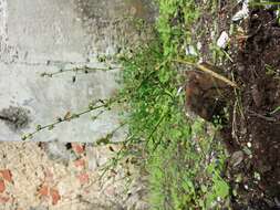 Image of Grey Goosefoot