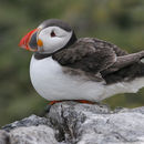 Image of Fratercula arctica (Linnaeus 1758)
