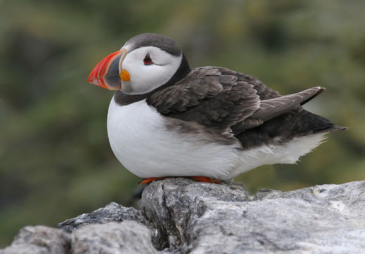 Image of Atlantic Puffin