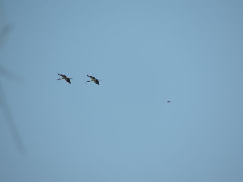 Image of Wood Pelican