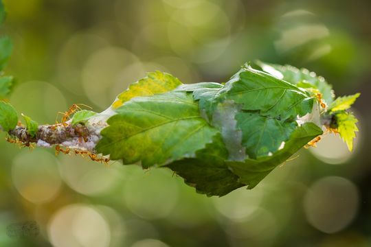 Image of Asian Weaver Ant