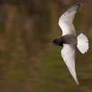 Image of White-winged tern