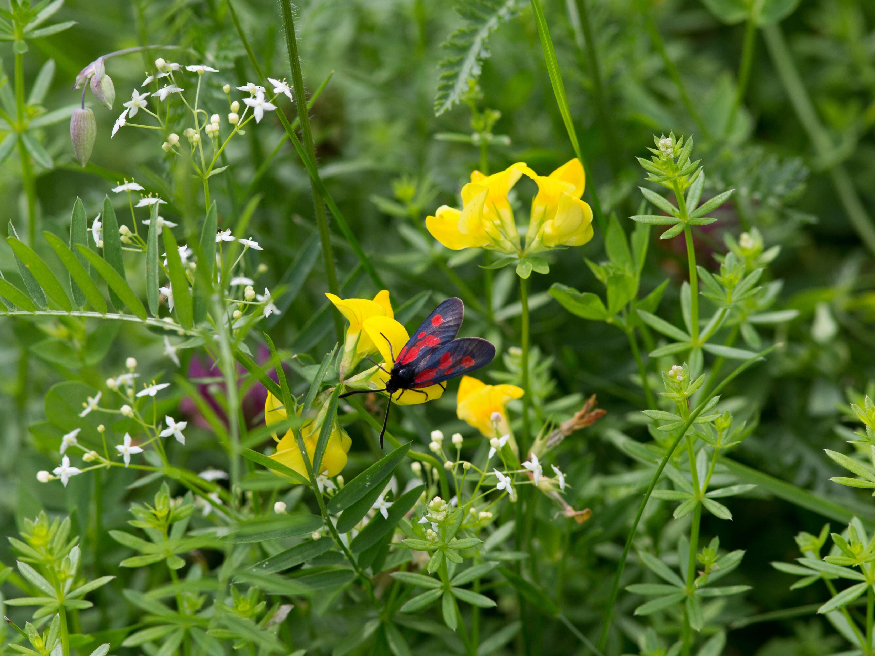 Image of bedstraw