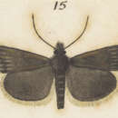 Image de Orocrambus ventosus Meyrick 1920