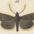 Image of Orocrambus ventosus Meyrick 1920