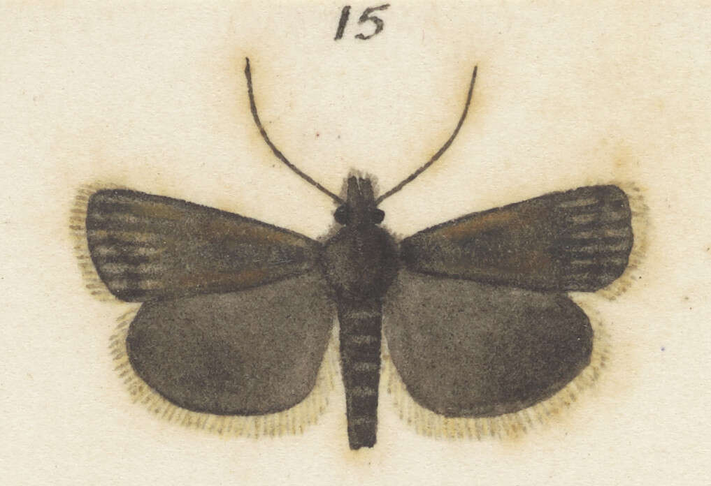 Image of Orocrambus ventosus Meyrick 1920